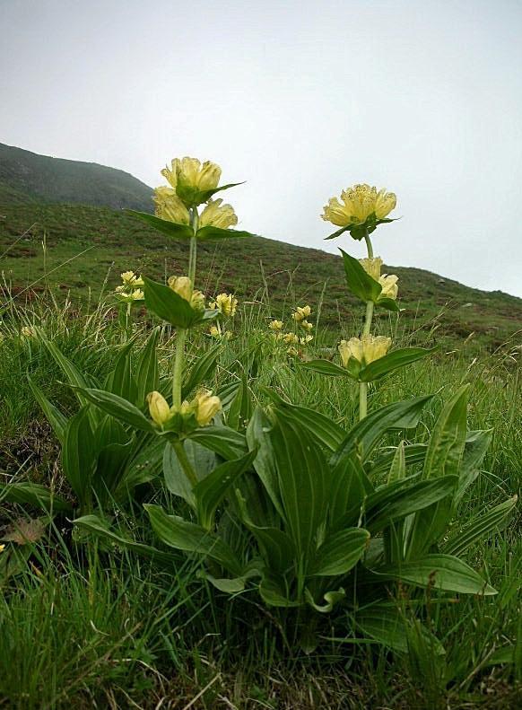 Gentiana punctata / Genziana punteggiata